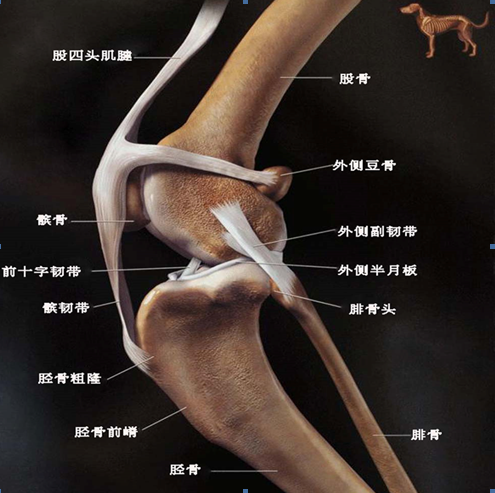 犬髌骨脱位 知乎