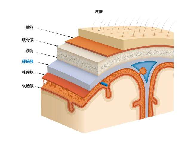 硬脑膜结构图图片