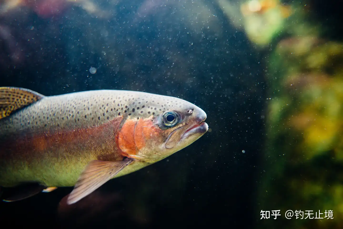 无品牌水面垂钓鱼饵、诱饵