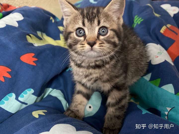 狸花猫的颜值有多高?