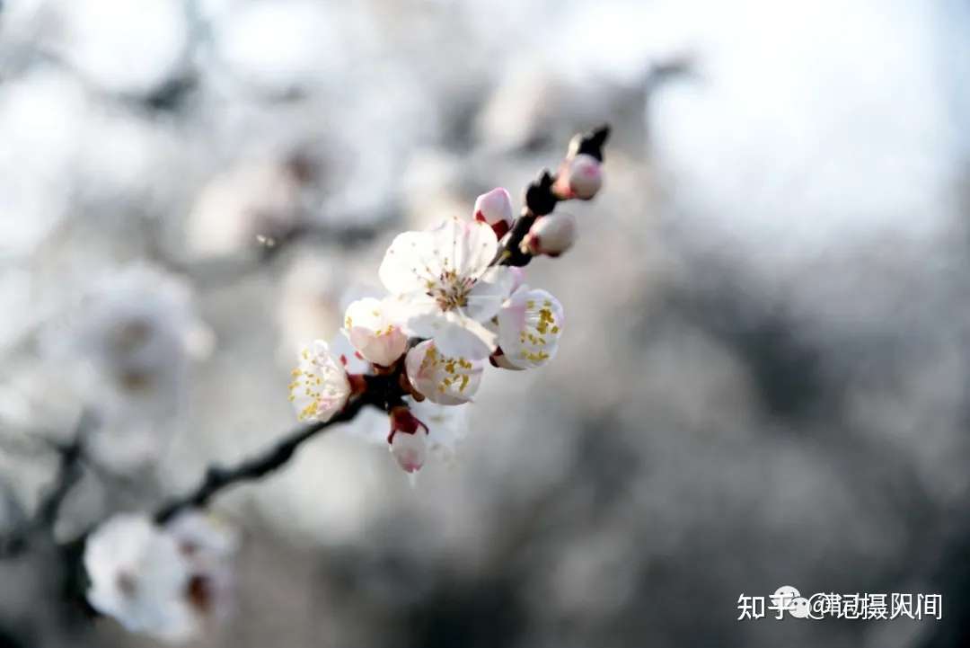 甘肃天水 带上家人朋友 去麦积新阳镇的万亩杏花林赏花 知乎