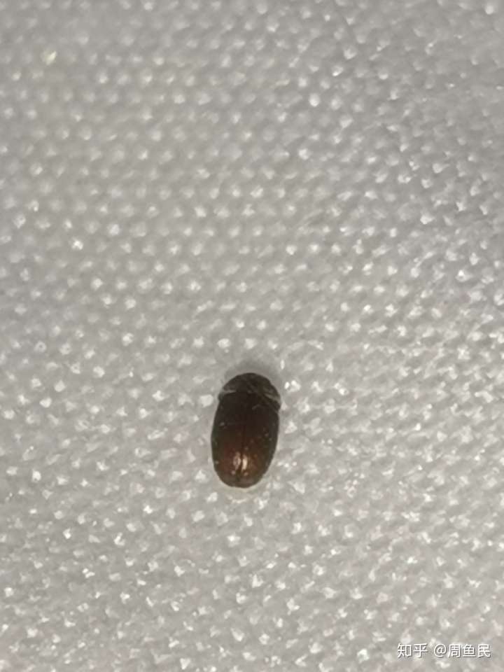 一毫米褐色的小虫子图片