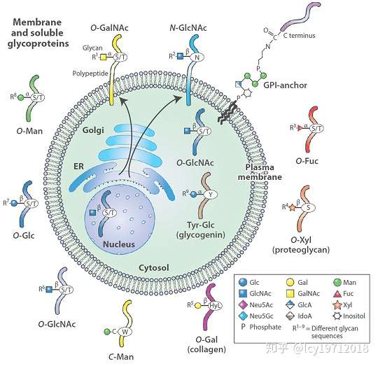 在蛋白质的多种翻译后修饰中,糖基化(glycosylation)是非常重要的一种