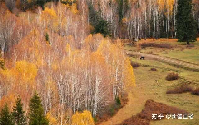 人间净土喀纳斯 每一眼尽是沉醉 知乎