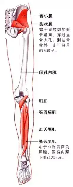 下肢的解剖学知识 知乎