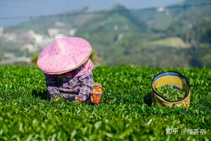 台湾非遗制茶（台湾特产茶） 第3张