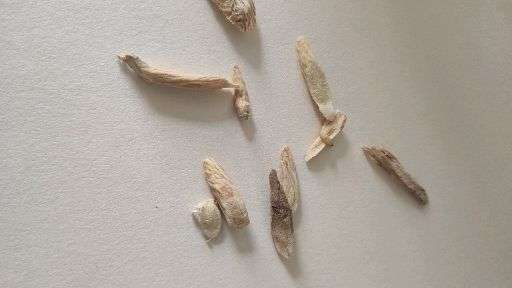 在阿里大药房买的黄芪里面发现活虫子,这个怎么解决比较好?