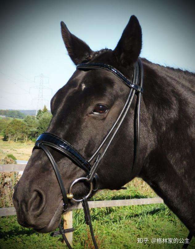 鞍具篇 常见的几种鼻革noseband 知乎