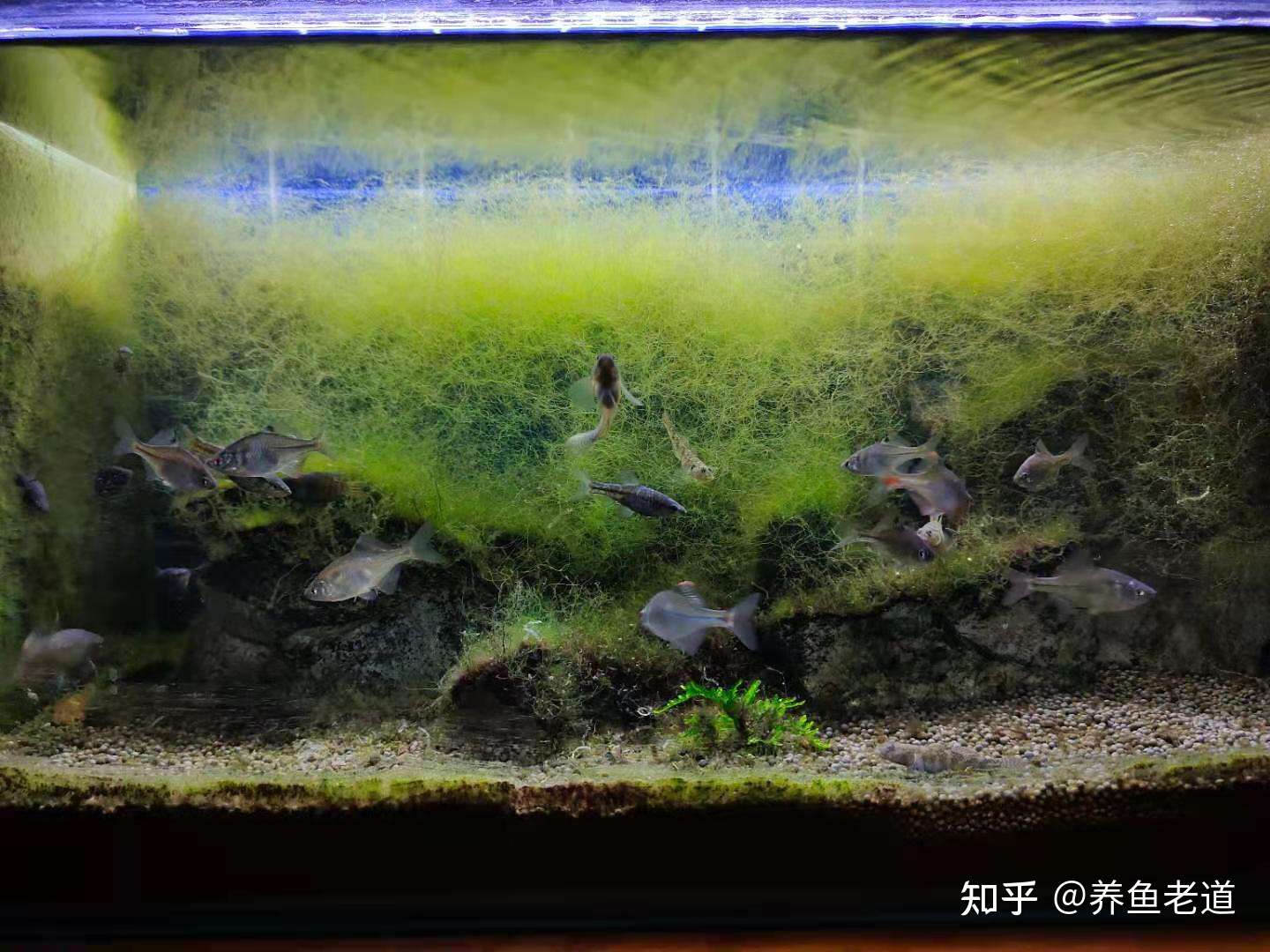 长期开启鱼缸灯 一定会导致鱼缸爆藻或者绿水吗 根本不可能的事 知乎