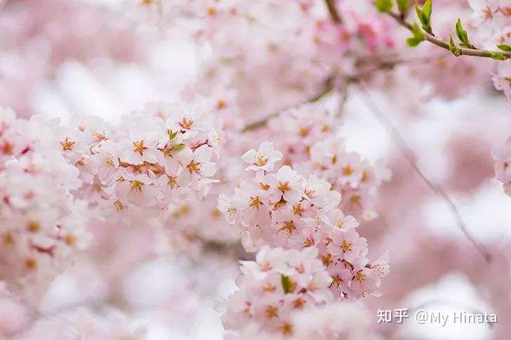 最美的季节遇见你 日本樱花祭全攻略 知乎