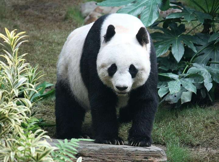 大熊猫生活在什么地方（大熊猫的主要栖息地在哪里）