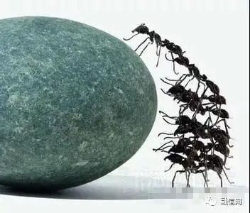 其实,蚂蚁的成功逃离靠的就是团队力量.
