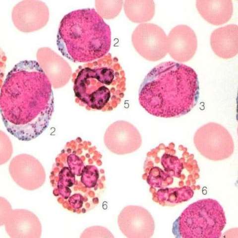 嗜酸性粒细胞手绘图片图片