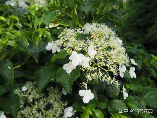 拥有了绣球 就拥有了姹紫嫣红 知乎