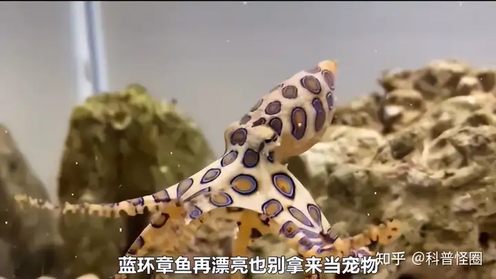 吃火锅吃出蓝环章鱼，海洋最毒生物之一，被咬了该怎么办？（吃蓝环章鱼会死吗）