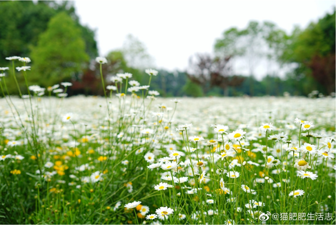 成都初夏 雏菊开成花海 惊艳了朋友圈 知乎