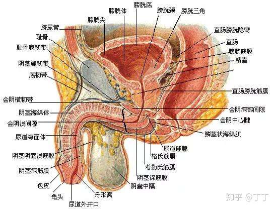 丁丁到底应该向上放还是向下放 不同人怎么选择内裤 知乎