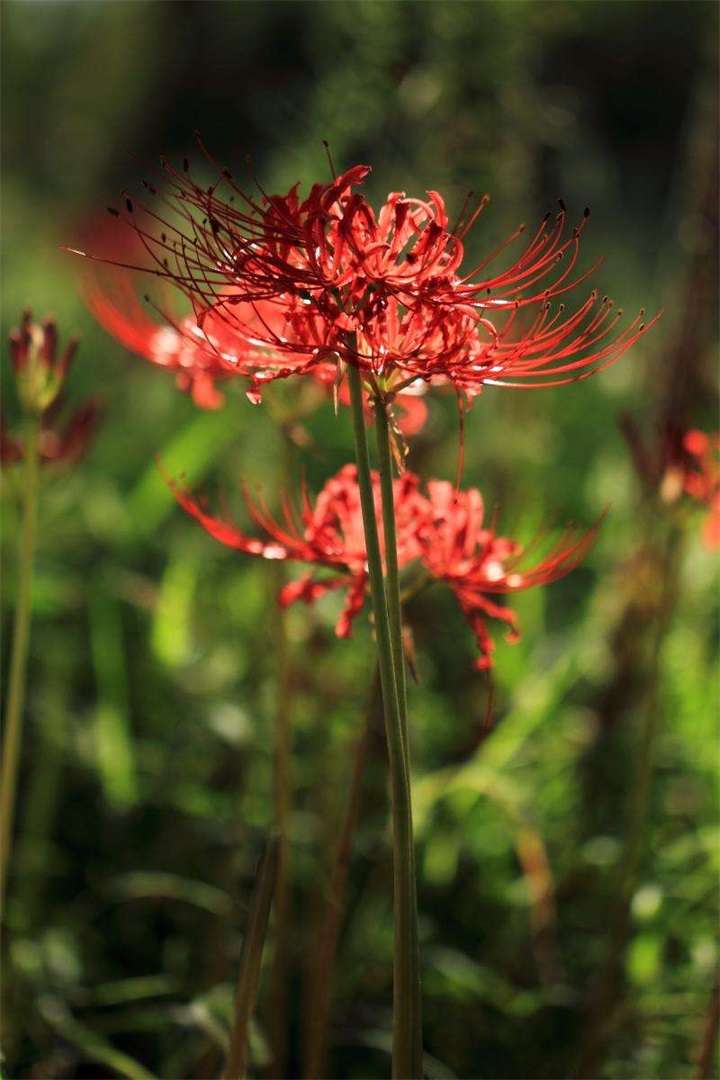 曼珠沙华 别名红色彼岸花 Lycorisradiata 又称 引魂之花 知乎