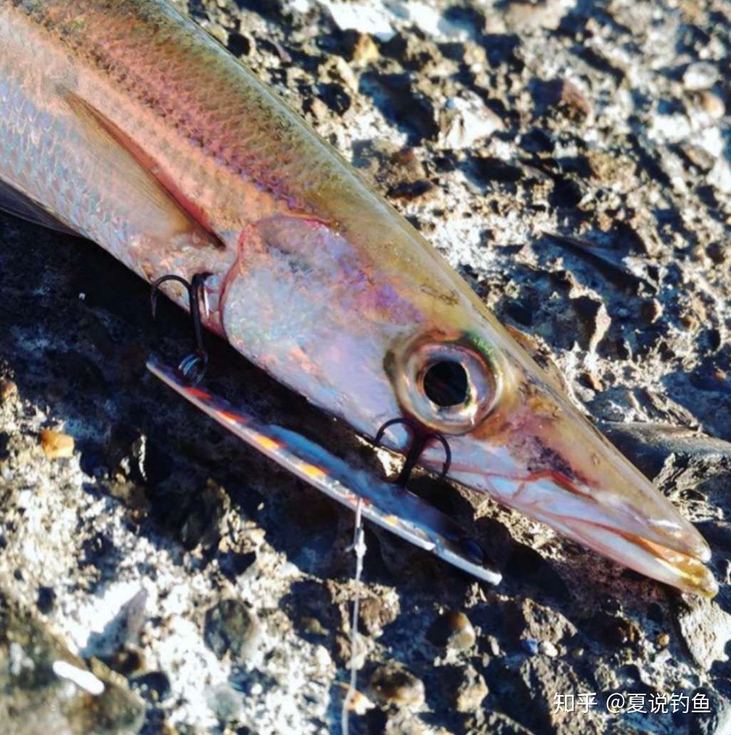 日本轻型竞技钓 Light Game 路亚初学者爱好 知乎