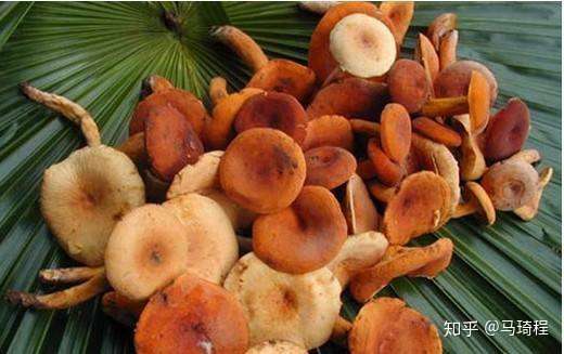 云南本地土著的野生菌食用指南