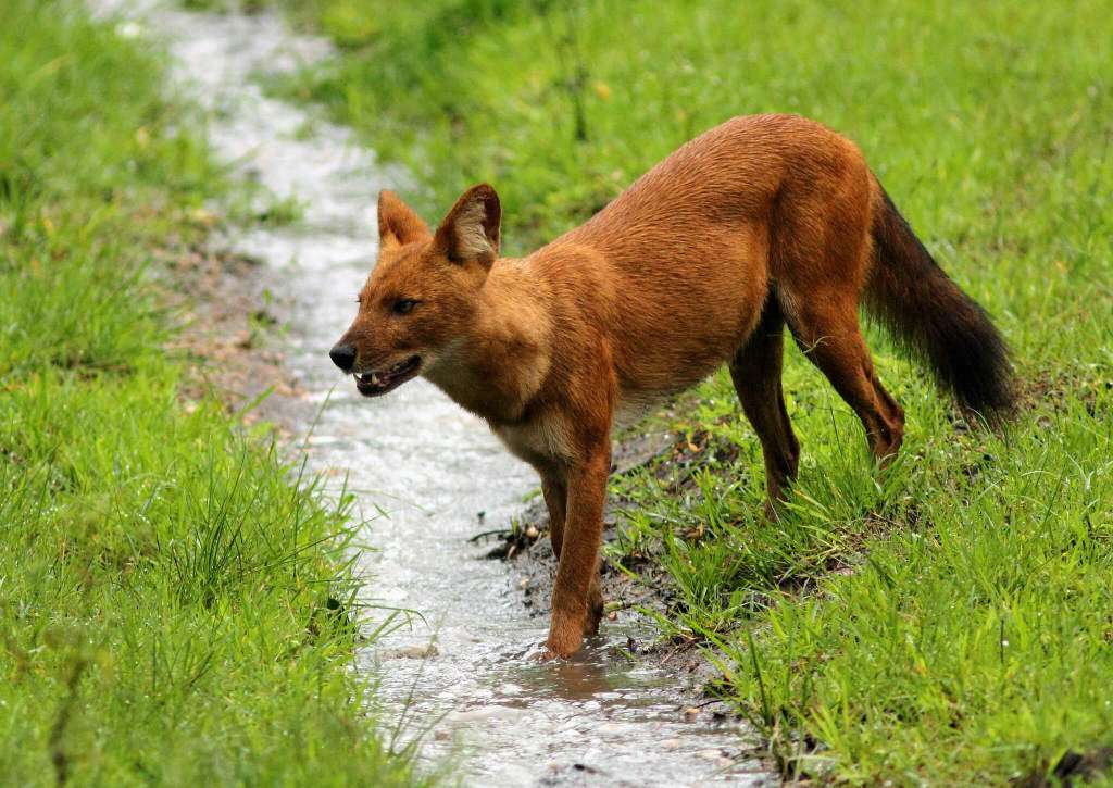 我们常常听到"虎豹豺狼… - 知乎