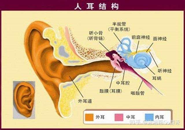 游泳时耳朵总进水 还甩出不来 先别掏 搞不好就得中耳炎 知乎