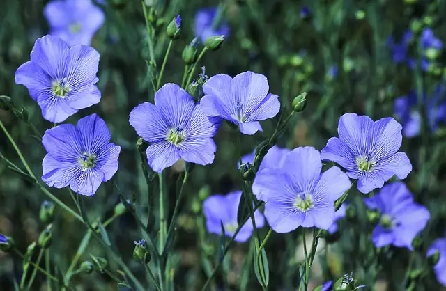 6月上旬诞生花 知乎