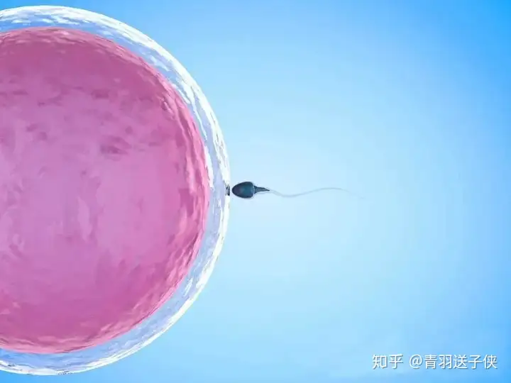 第三代试管成功概率（做试管婴儿的10个真相，你知道几个呢？）