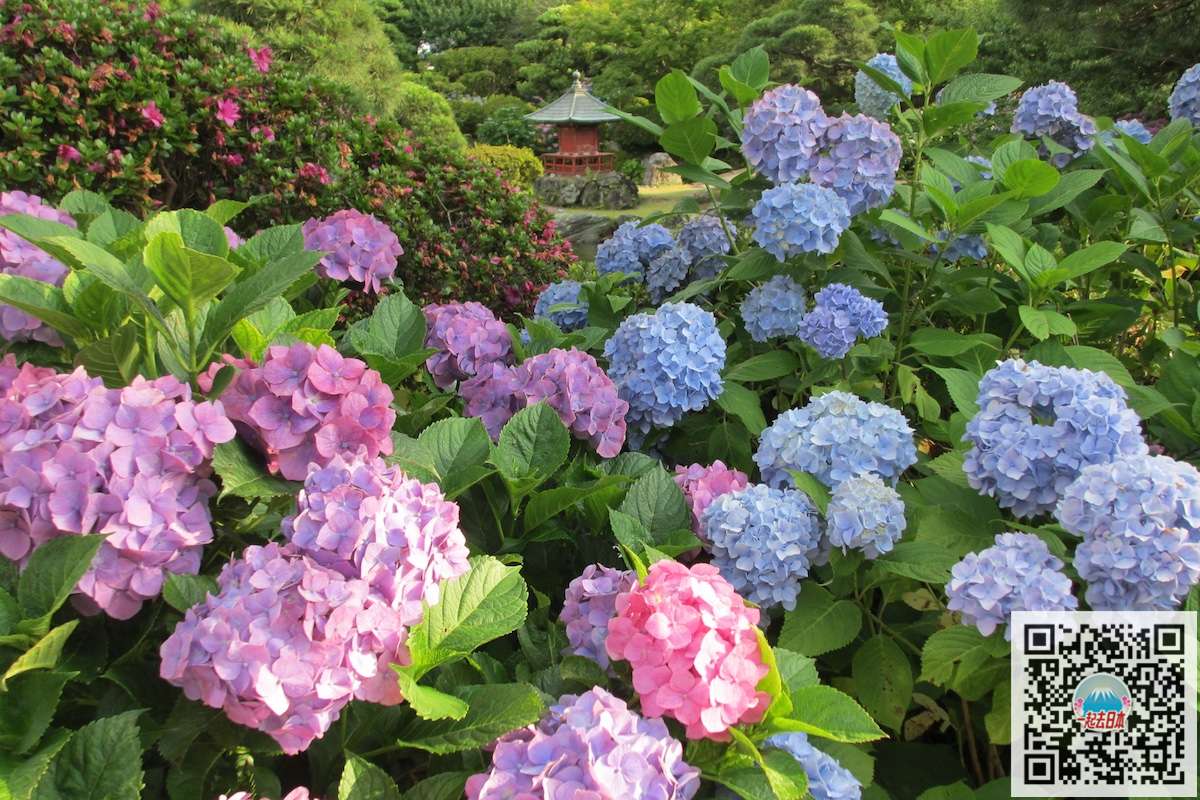 雨季的清新色彩 日本10大最美紫阳花名所 知乎