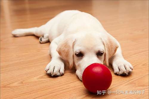 狗狗拉稀要禁食禁水吗 知乎