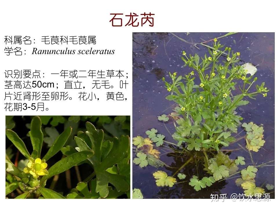 快收藏 80种常见景观专业水生植物 知乎