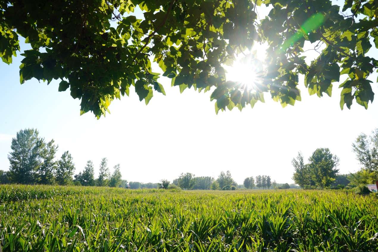 商丘将建河南首座拼购村蒲公英成金庄村脱贫秘密武器 知乎 商丘将建河南首座拼购村蒲公英成金庄村脱贫秘密武器 知乎