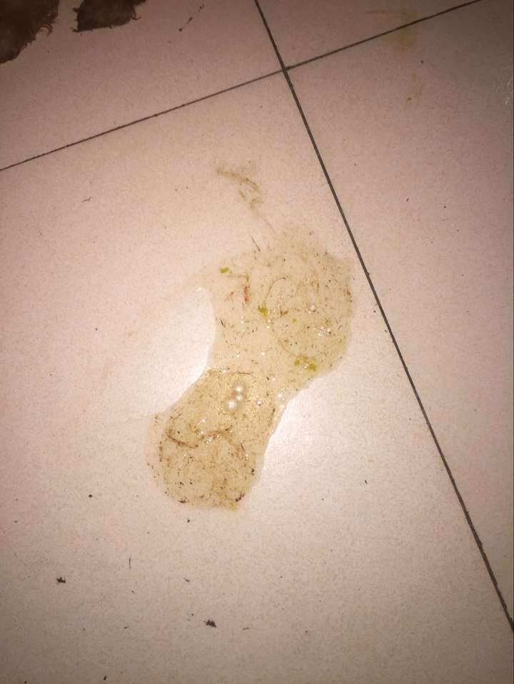 我家狗吐了,有血丝,没有遛弯两个半月,是怎么了?是泰迪.