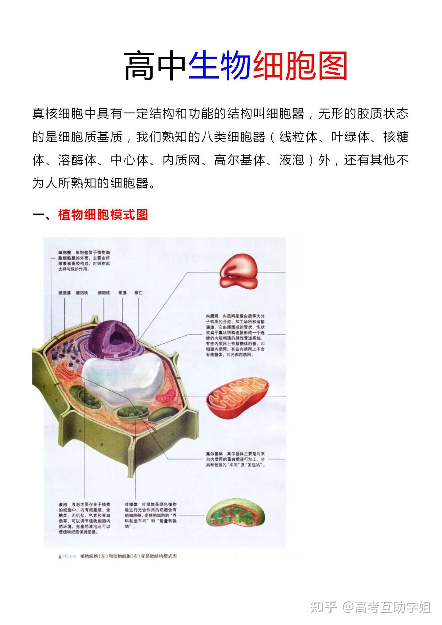 干货分享 高中生物 细胞结构图 汇总 超详细 彩色图片 提分秘籍 知乎