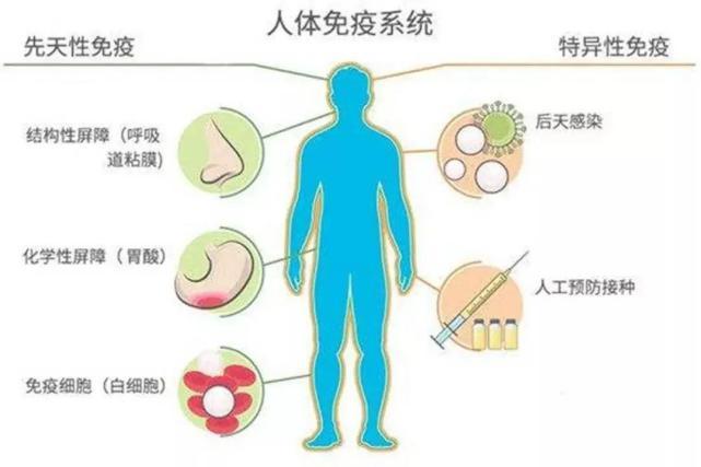 人体三道免疫防线图片