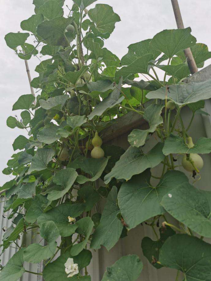 小葫芦跟我们常吃的瓠瓜是一个科,都是胡