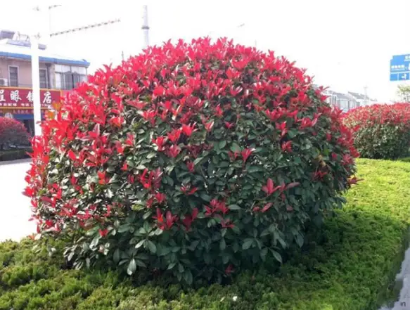 奔走相告（紅葉石楠的形態(tài)特征及應(yīng)用價值）紅葉石楠主要特征，紅葉石楠的形態(tài)特征及應(yīng)用價值，排行榜網(wǎng)站，