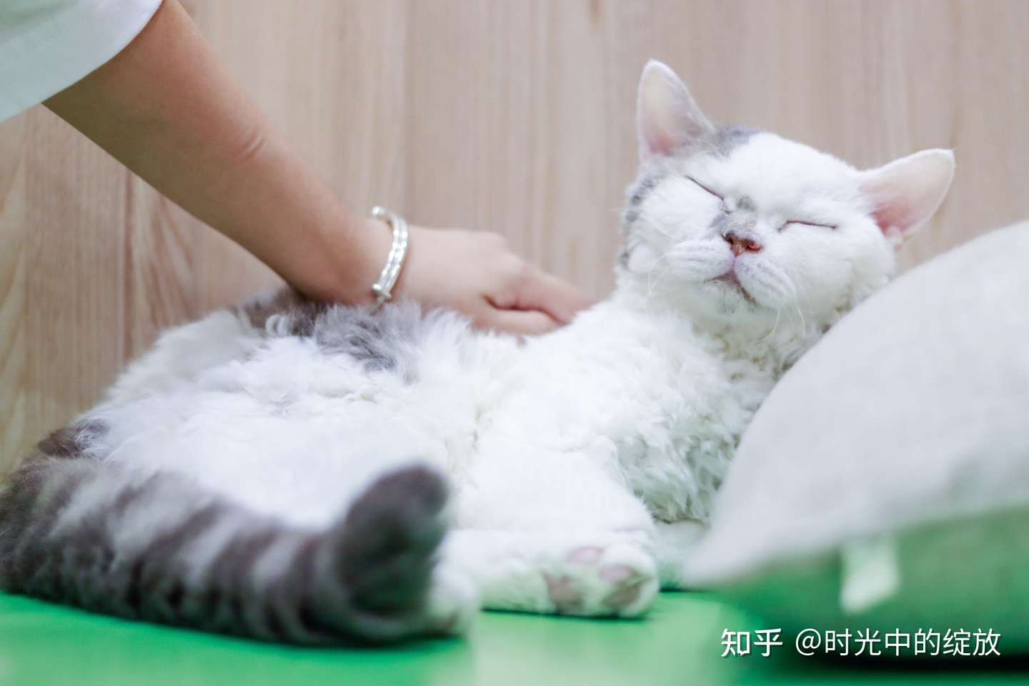 猫奴必看 中外猫咪品种大全 附精美剧照 知乎