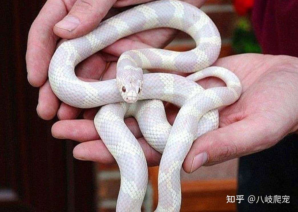 宠物蛇常见疾病及处理方法 知乎