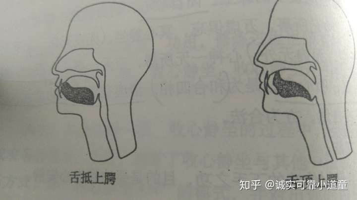 标准的舌抵上腭图片图片