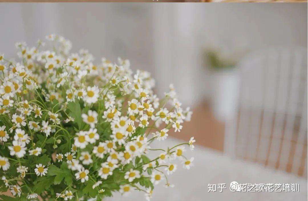 植物养护 备受宠爱的洋甘菊 清新淡雅 赶不走的春天 知乎