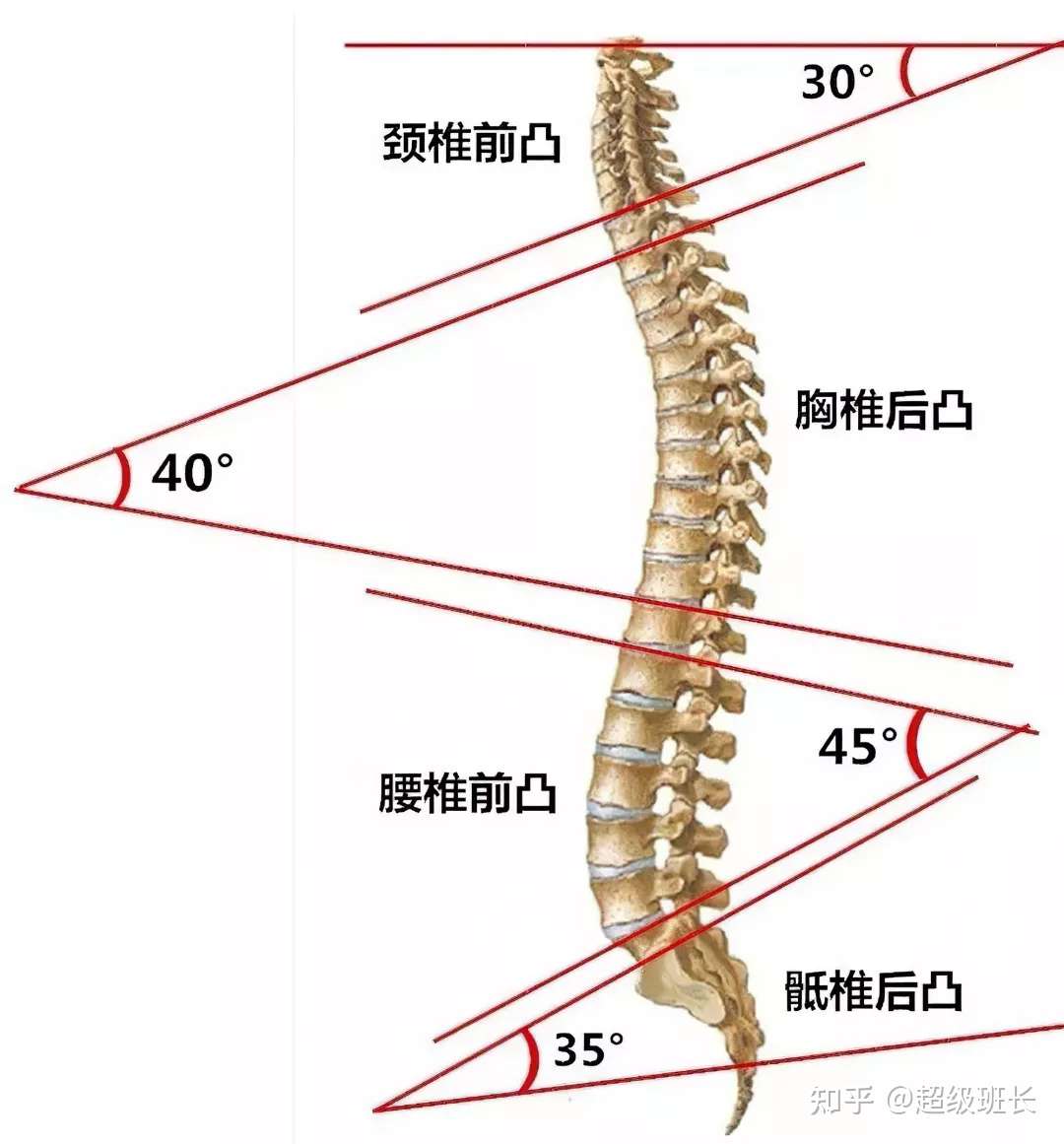 正常腰椎是直的还是弯的 什么原因导致腰椎生理曲度发生了改变 知乎