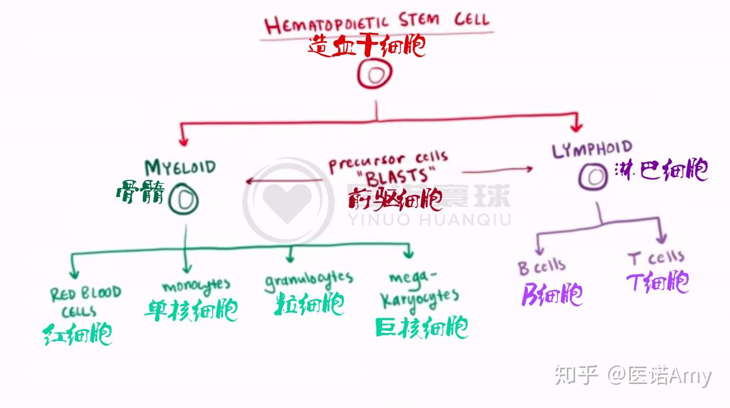 白血病系列之一 白血病机理及分类 知乎