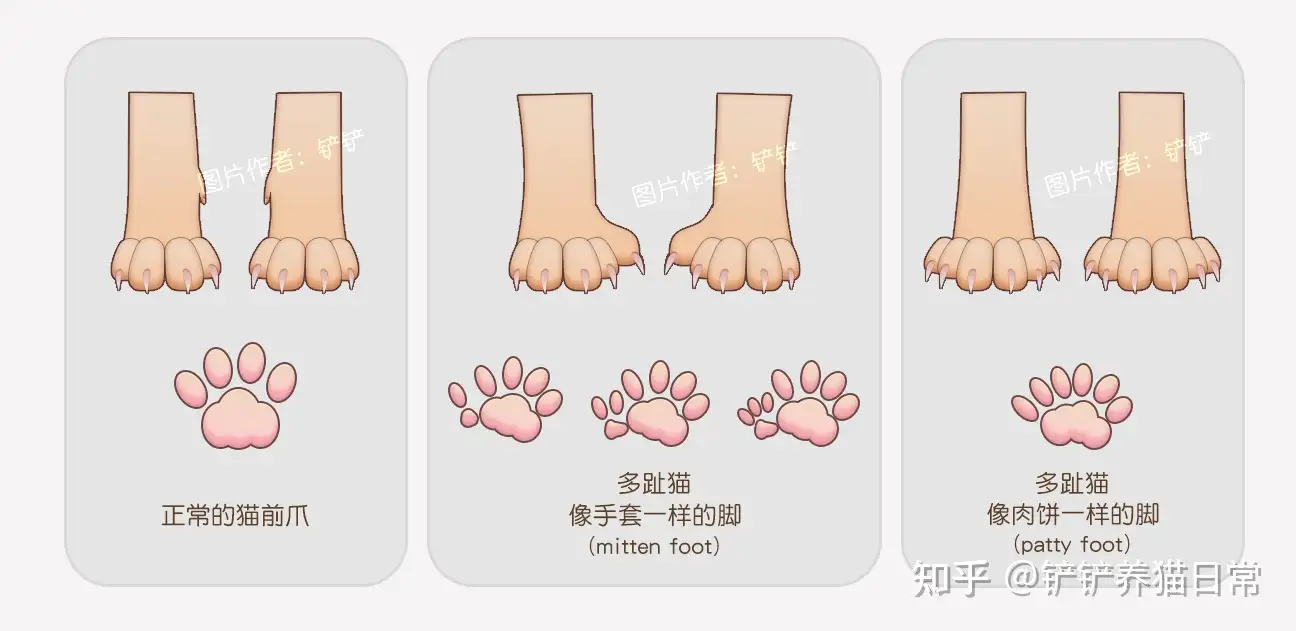 品种猫繁育知识 关于多趾猫以及多趾缅因猫 Polydactyl 知乎