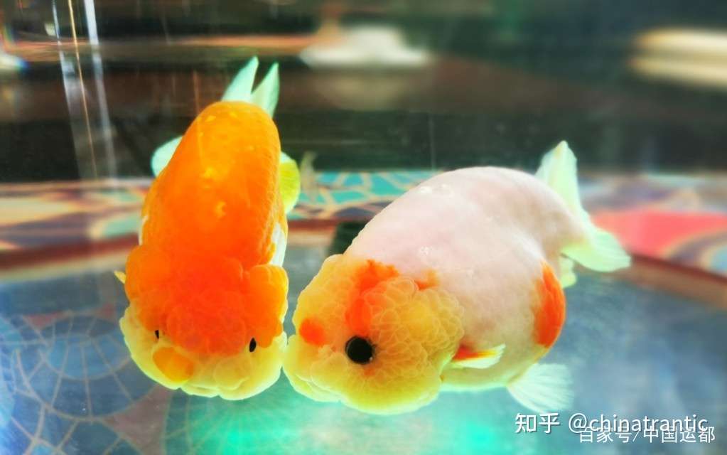 威海运都 海识 鱼儿的5 知乎