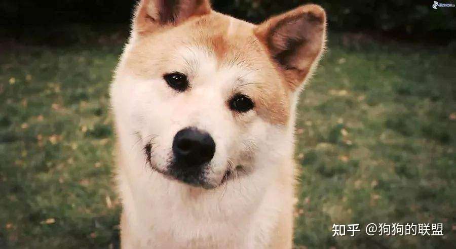 5种常见狗狗心理病 最后一种太容易被忽略 知乎