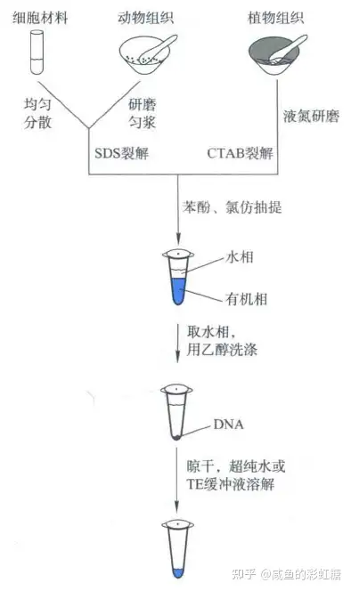 1 基因组dna的提取