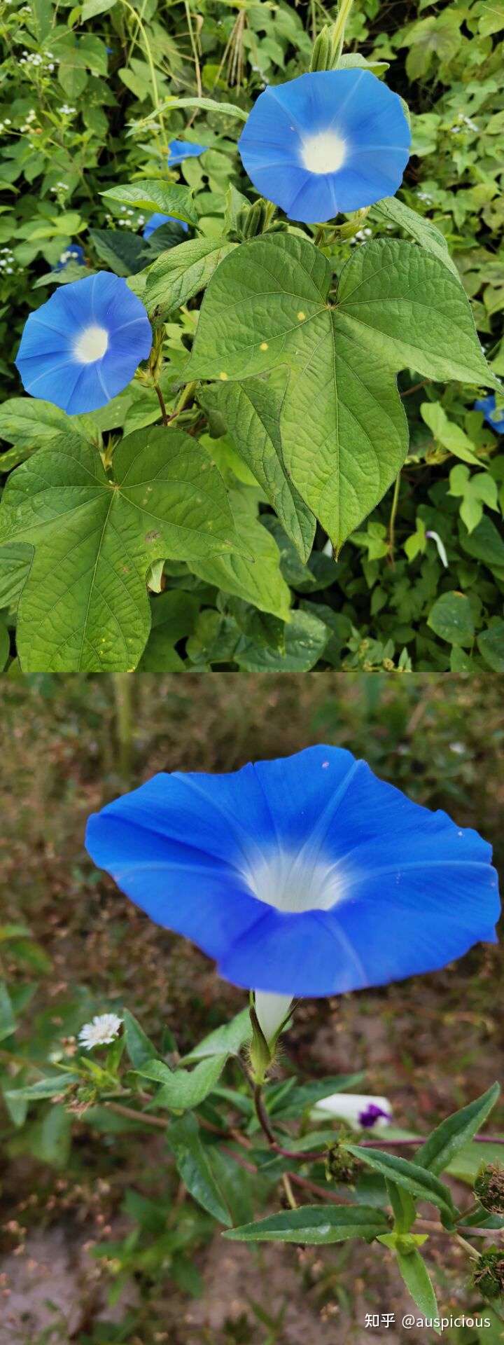 一场花宴 知乎