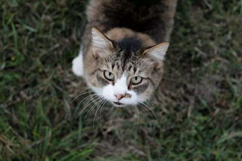 猫对花粉过敏怎么办 知乎 猫对花粉过敏怎么办 知乎