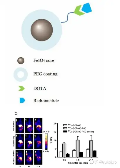 雙功能螯合劑dotapeg偶聯蛋白質lysozymecatalaseinsulincasein